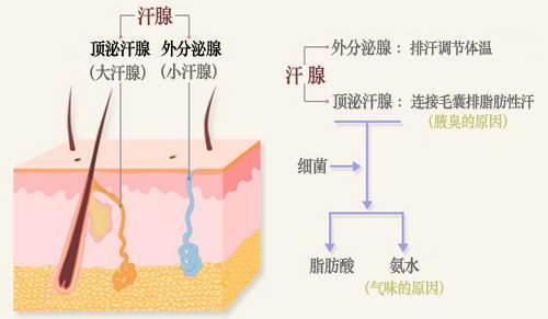 後天狐臭形成突然出現的狐臭怎麼回事