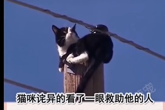 爱心人士想方设法救助电线杆上的猫咪 救助即将成功，结果傻眼了