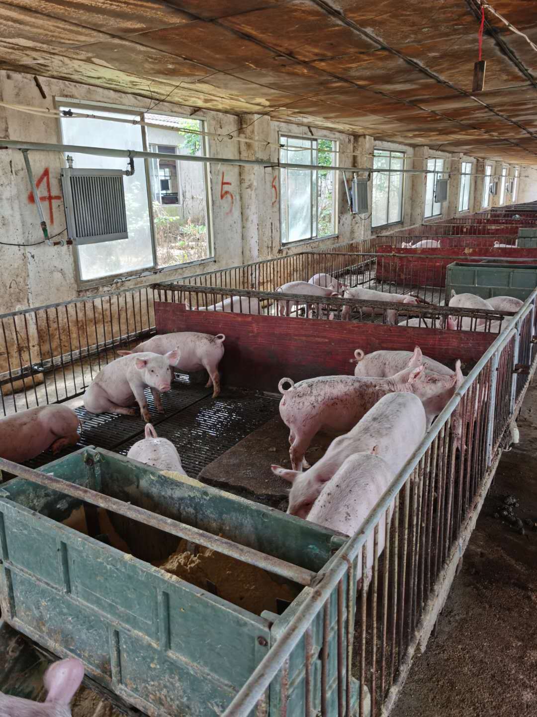 生猪存栏量和能繁母猪数量均居全省第一 金华生猪供应跑赢全省__凤凰网