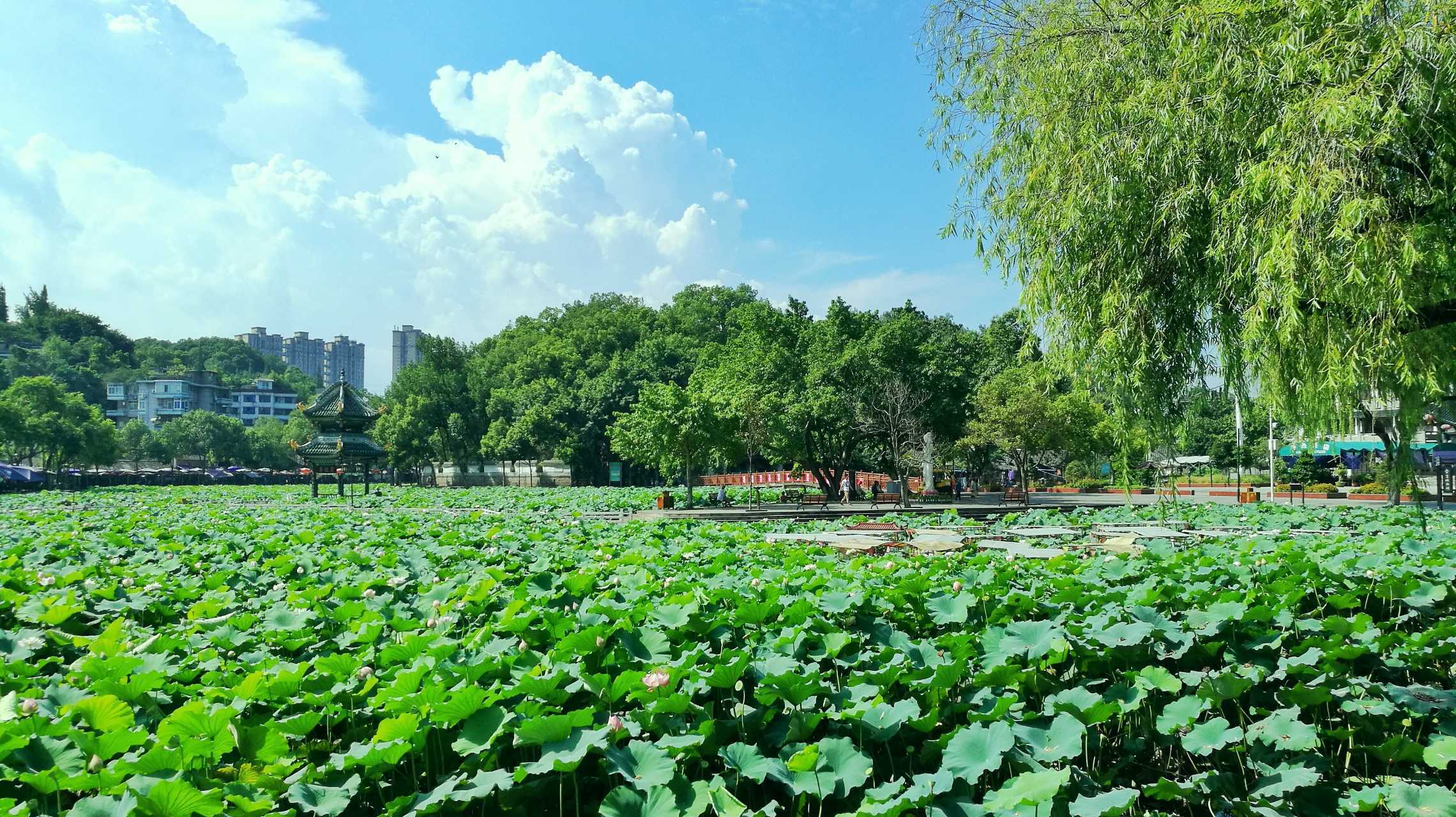 七绝 夏游川东湿地公园 四川/王典馥 流光起舞染亭塘 翠竹虹霓夹草