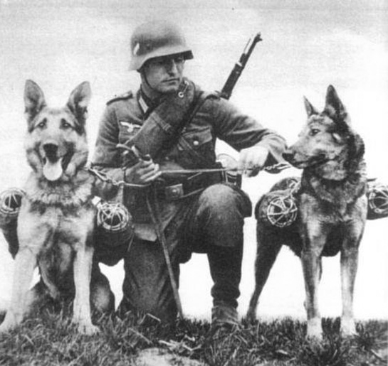 德国军犬搭载何种秘密武器? 真相却是非常卡哇伊