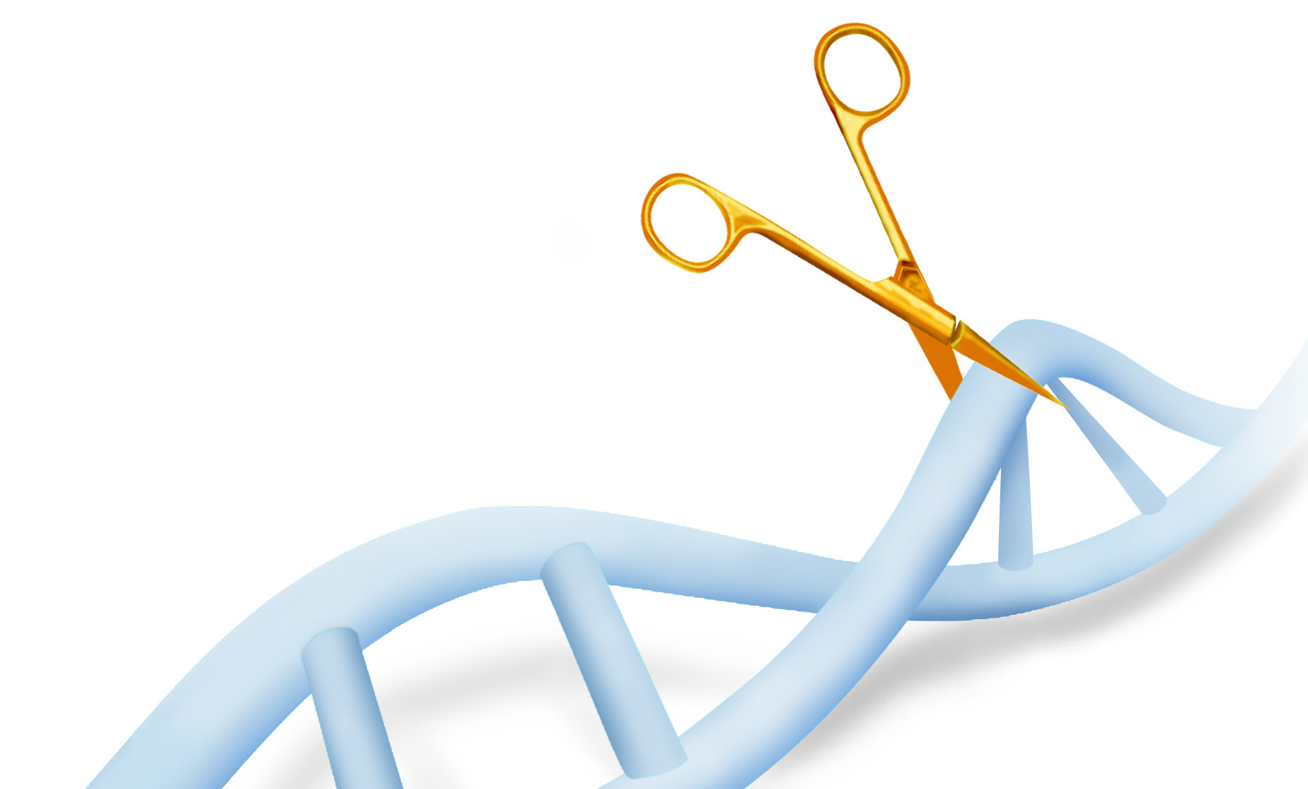 crispr基因敲除细胞系系统分析-源井生物