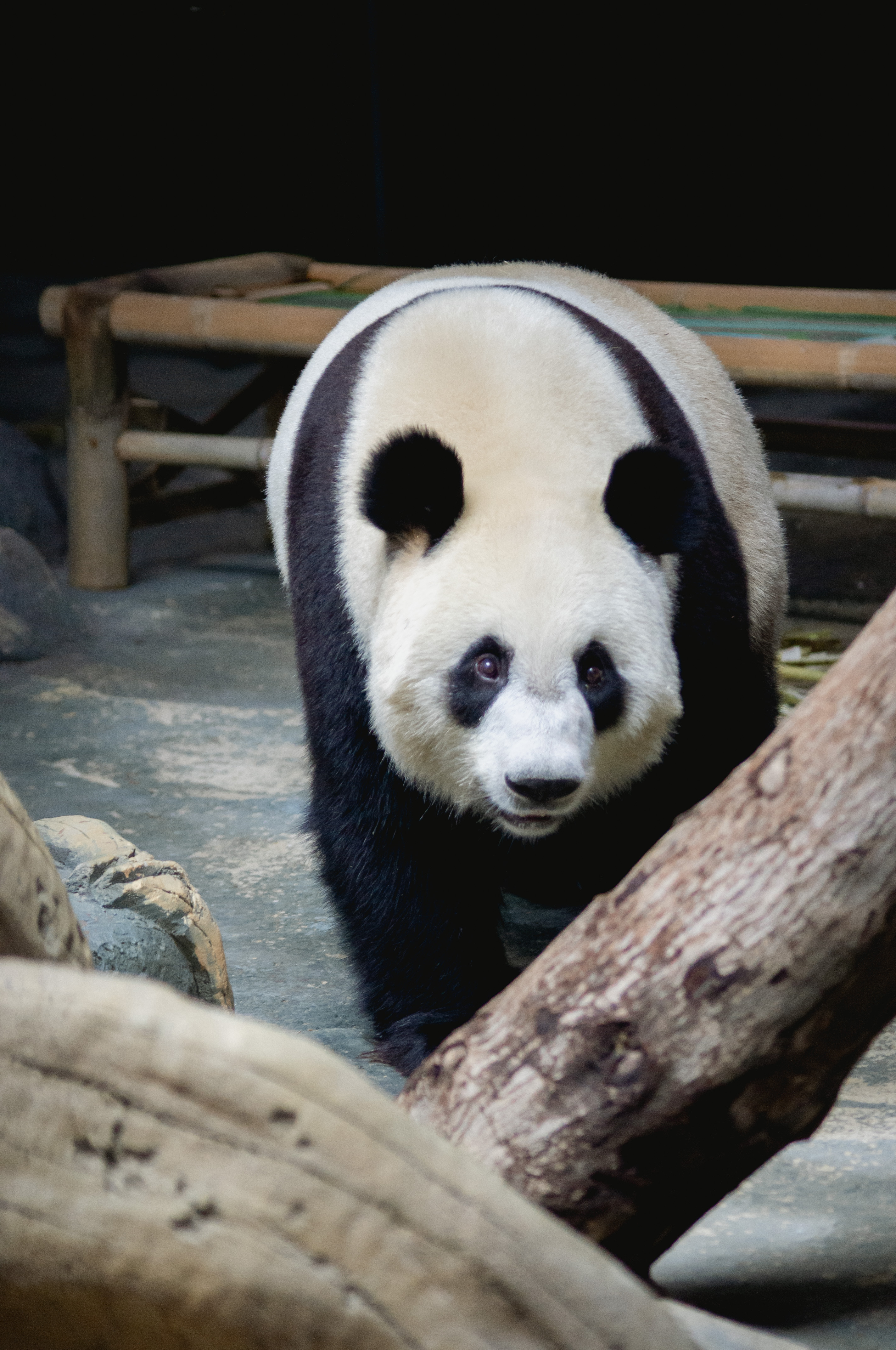 武汉动物园大熊猫胖妞生日将享用三层特制冰糕