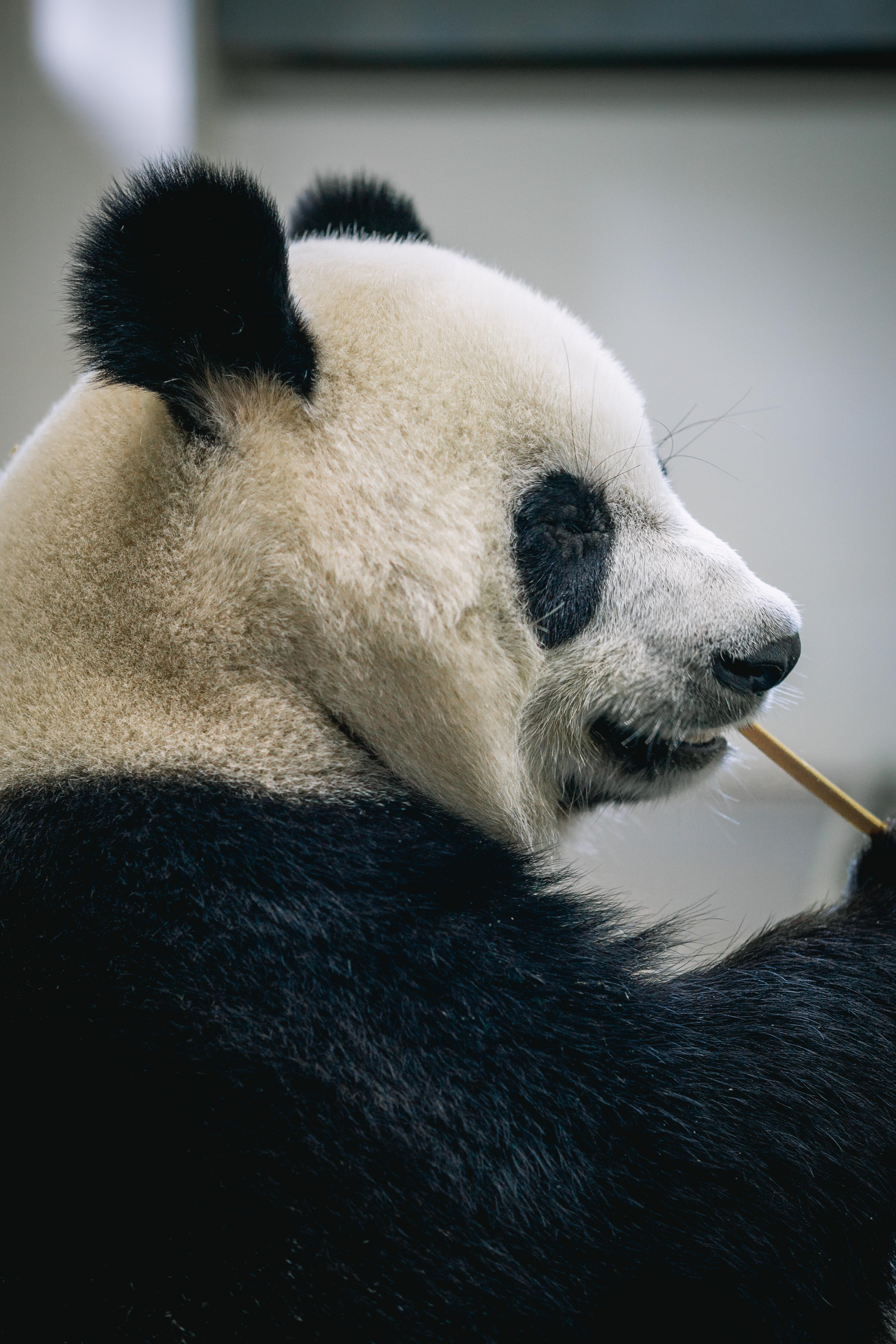 武汉动物园大熊猫胖妞生日将享用三层特制冰糕