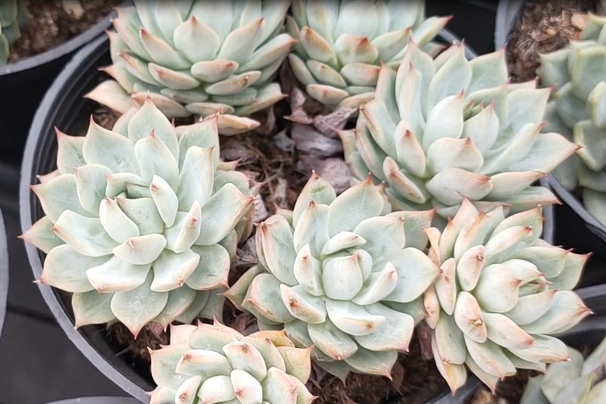 美肉桃花源挑选太难了,桃梦高调出镜,美翻了