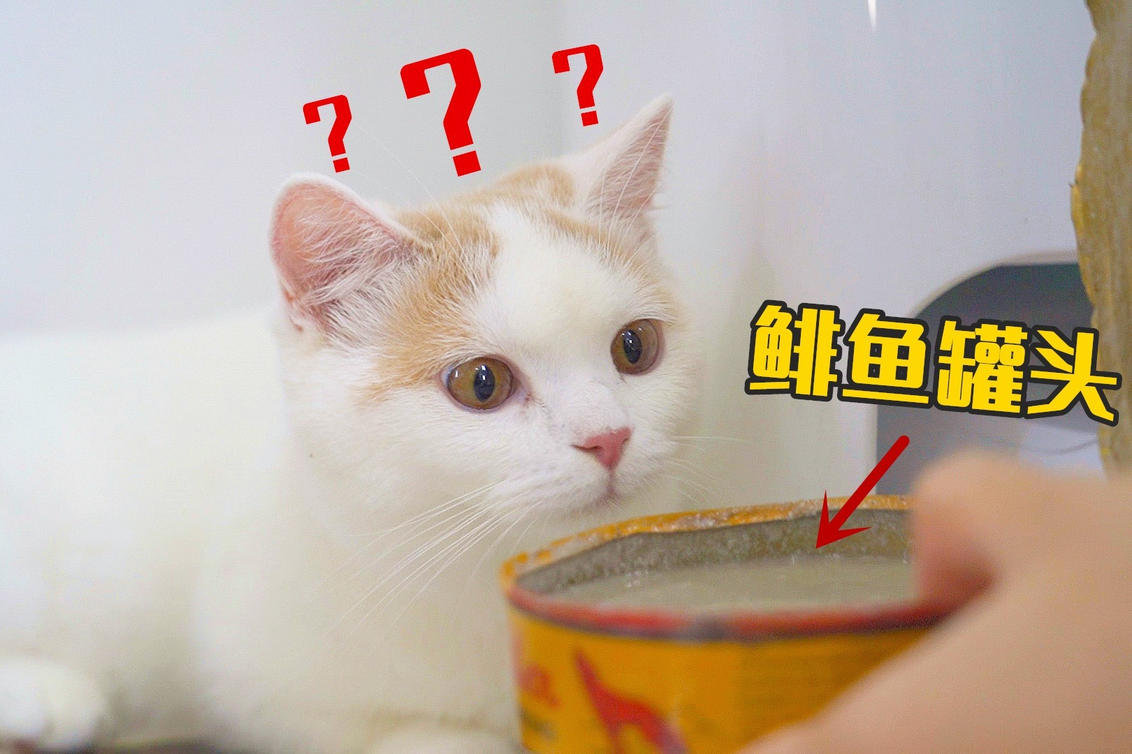 在猫睡觉时，突然给它闻鲱鱼罐头会发生什么？猫：好臭！