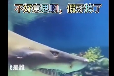鲨鱼：今天遇到了一个沙雕，结果差点把假牙笑掉了
