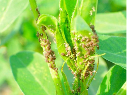 螨虫类害虫(红蜘蛛)红蜘蛛,一种叶螨害虫,靠吸食花生汁液为生,体色呈