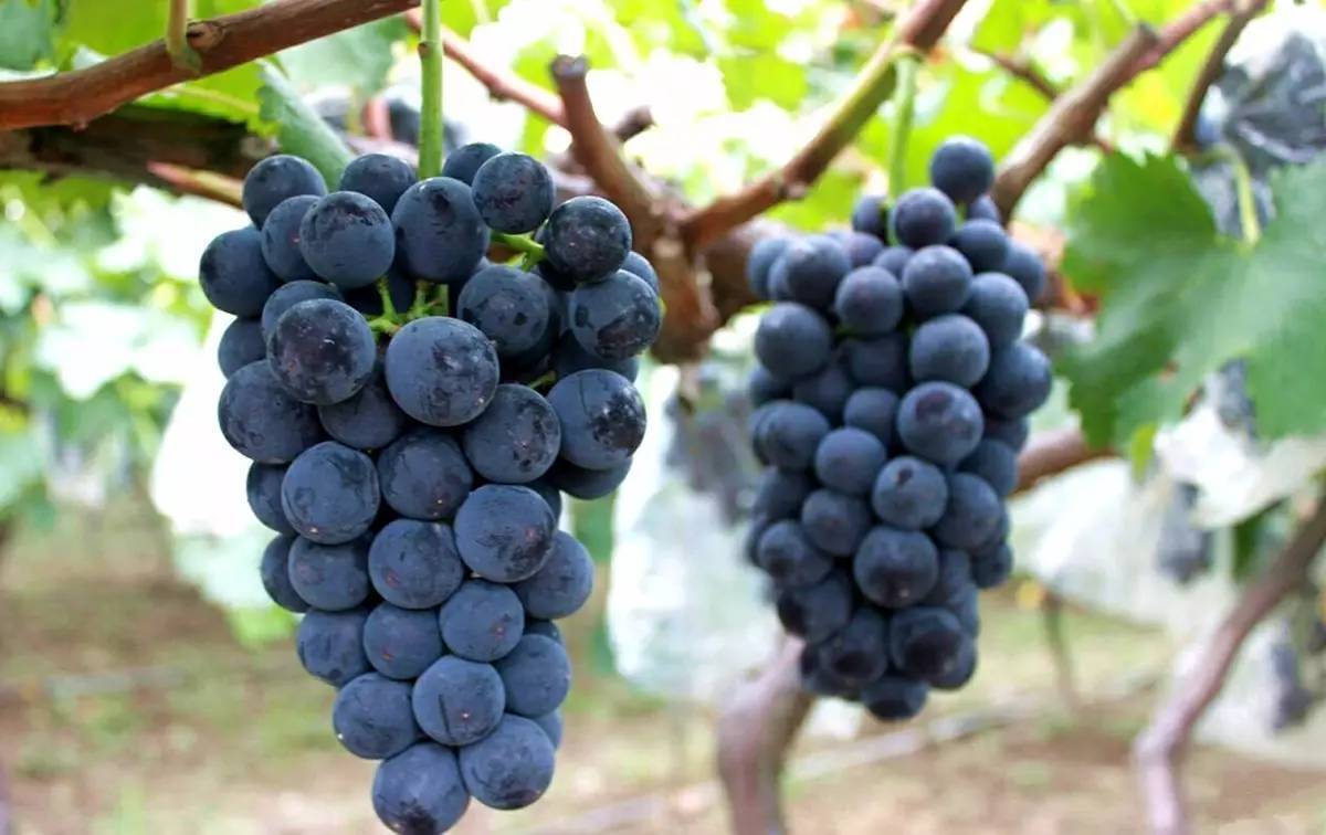 4招教你鉴别真正的户太八号葡萄!__凤凰网