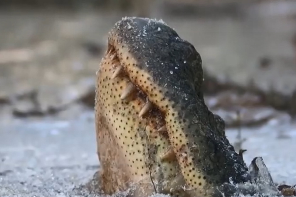 鳄鱼被冰冻在河里,奇迹般的存活,让人不可思议