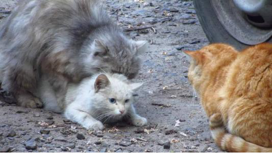 什么是回交动物之间的回交有伦理道德吗