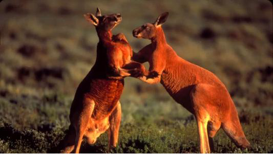 什么是回交动物之间的回交有伦理道德吗