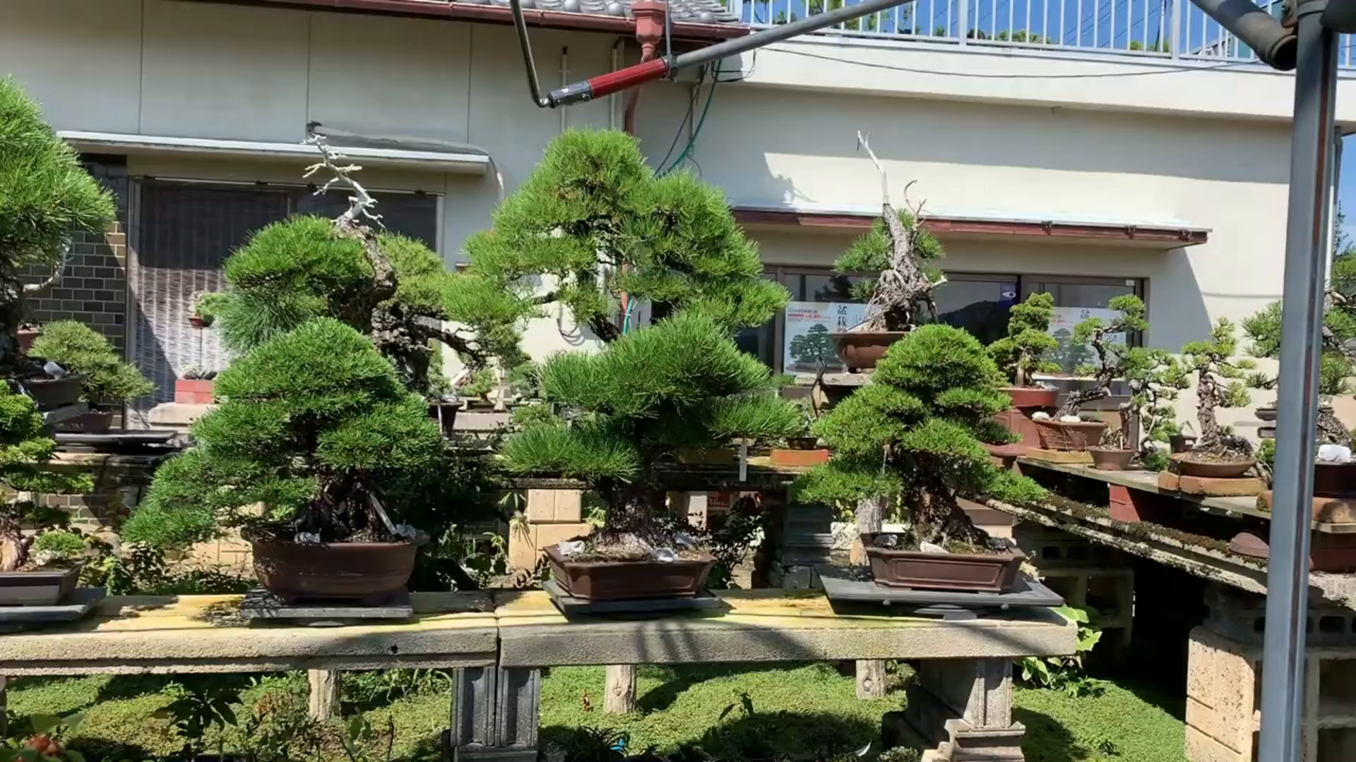 带你参观日本盆景园喜欢盆景的不要错过奥