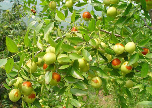 六,施肥管理枣树生长的速度较快,因此需要大量的养分,所以在施肥的