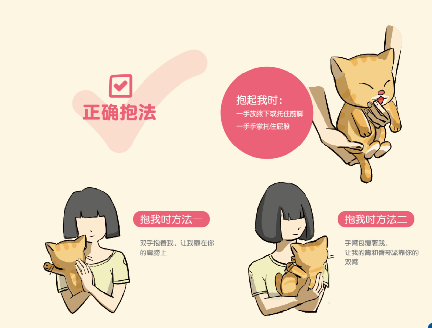 正确的抱猫姿势是什么?