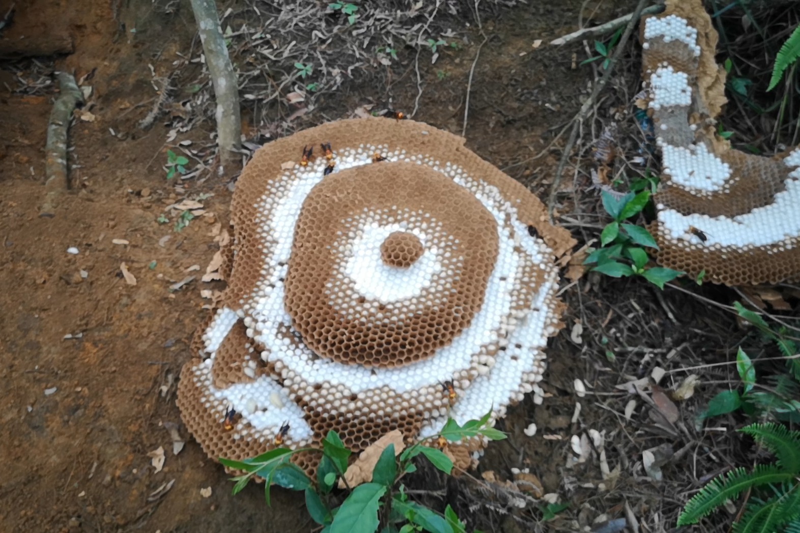 胡蜂养殖红娘被别人放蜂标本来想留做蜂种的蜂窝也只能挖了