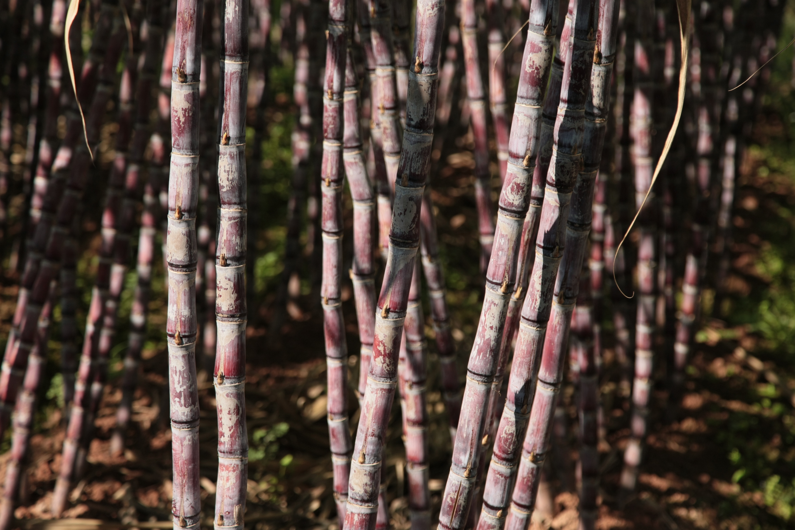 大家有机会一定得去看看甘蔗林,吃一口刚砍下的甘蔗