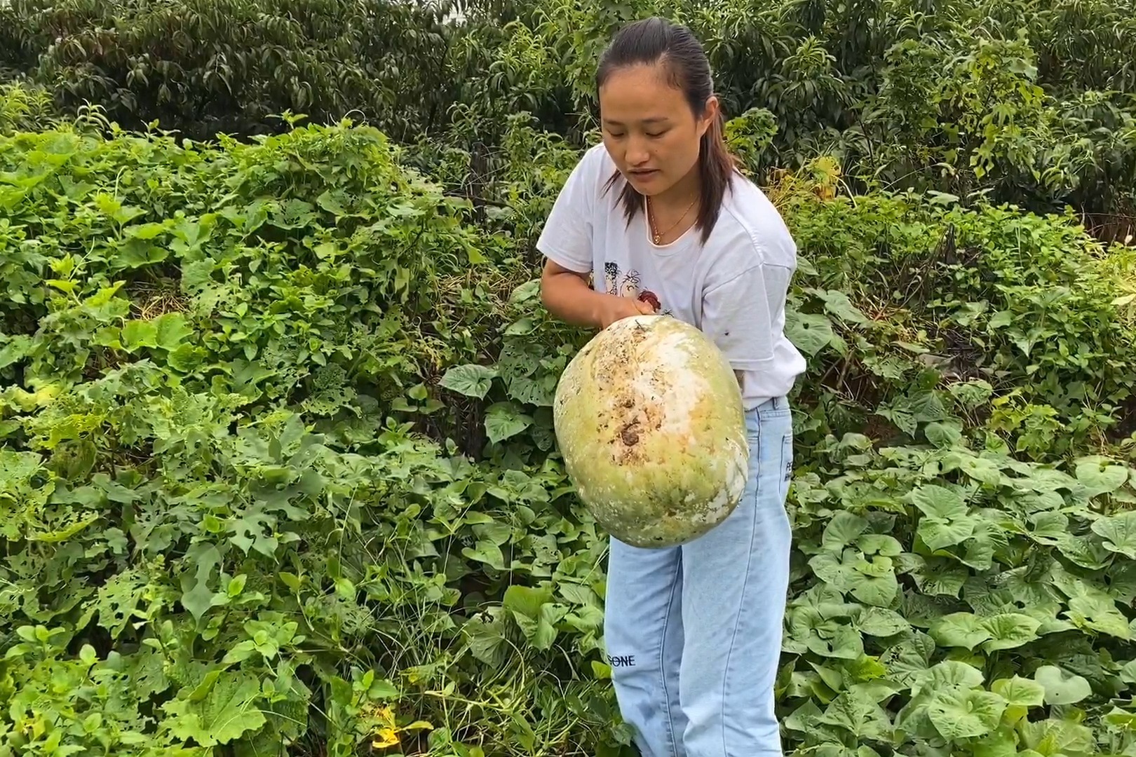 连续下了几天雨媳妇怕冬瓜坏到地里摘一个回家炖冬瓜菜汤吃