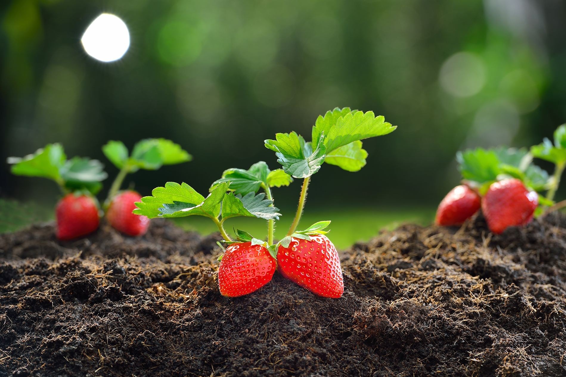 绿之洲：草莓花期施肥管理怎么做？_凤凰网视频_凤凰网