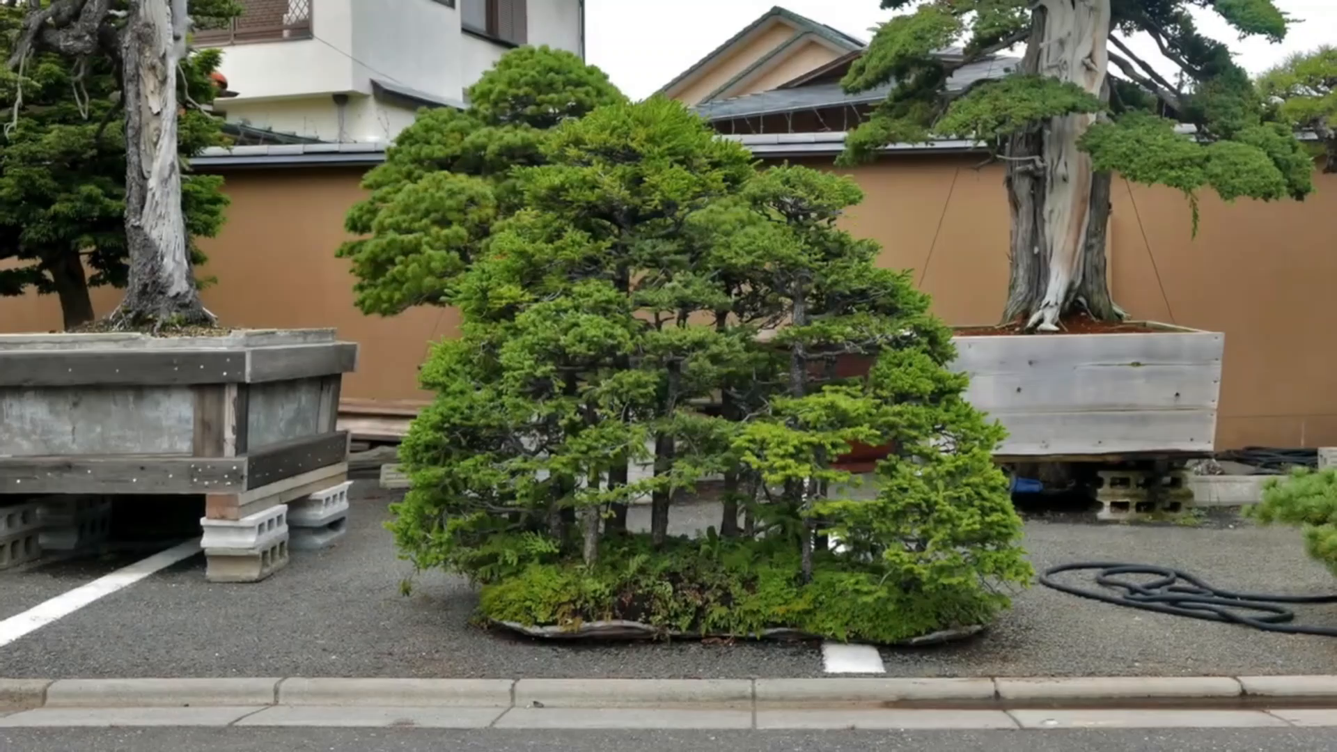 玩盆景的都想拥有这样 的一个院子,太漂亮了