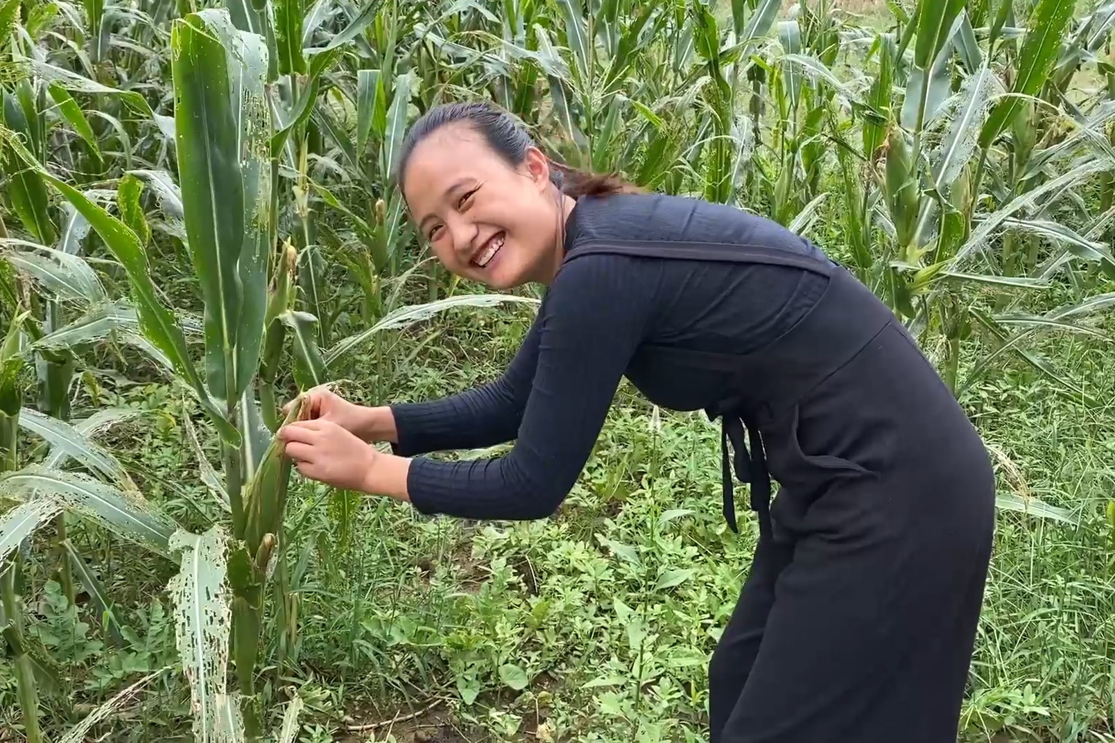 小夫妻去玉米地掰玉米，刚到地里媳妇看到了啥？这东西瞅见就害怕