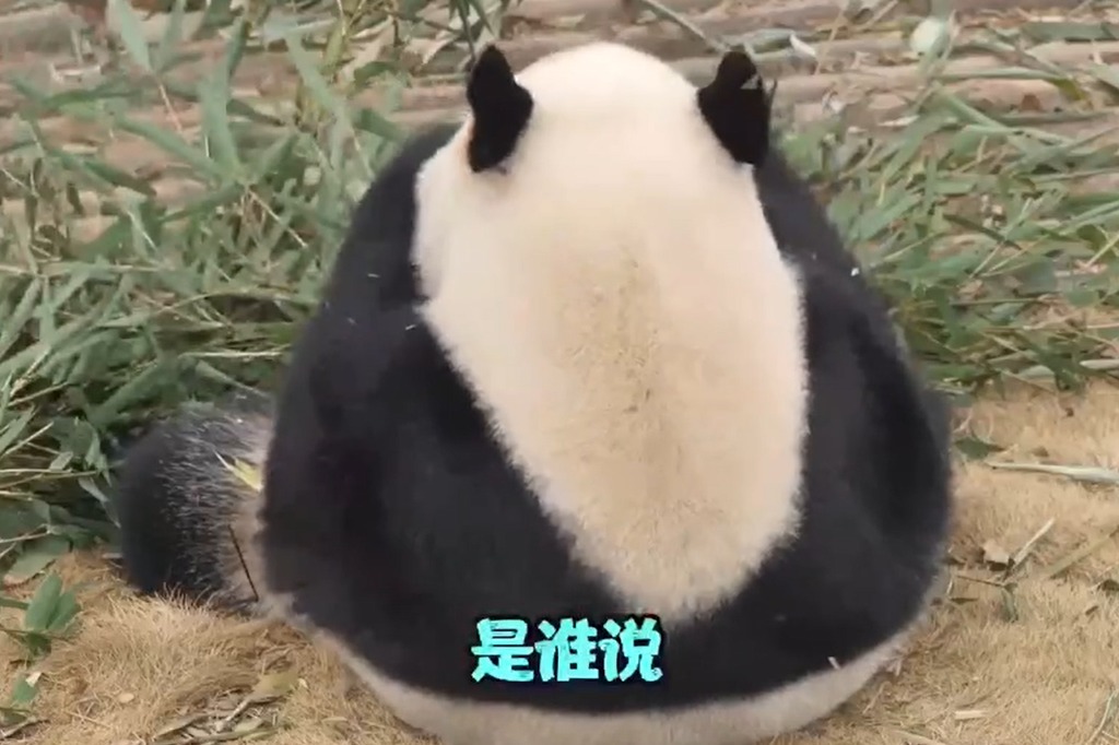 熊猫的吃货之歌