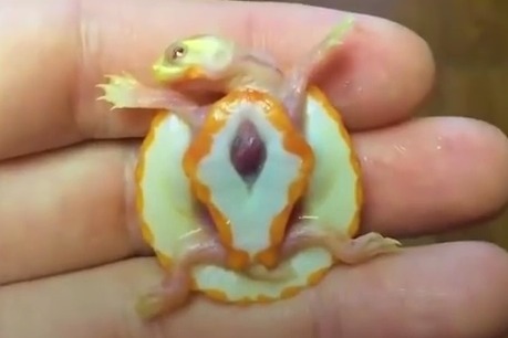 乌龟宝宝先天心脏外露在主人悉心照料下奇迹般存活