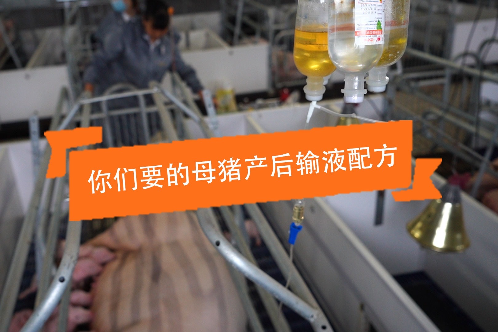 猪知乐—母猪产后输液配方