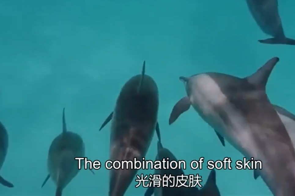 为什么鲨鱼会怕海豚？