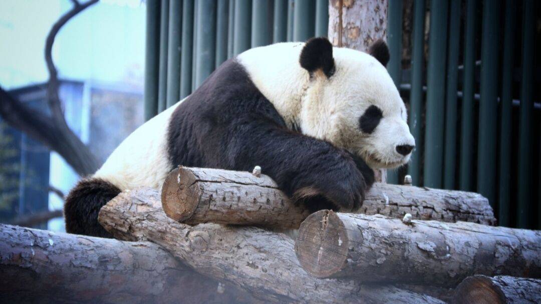 作为中国人,你一定要知道的:为什么熊猫是黑白色的?__凤凰网