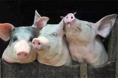 2020年08月31日猪价——最新生猪报价