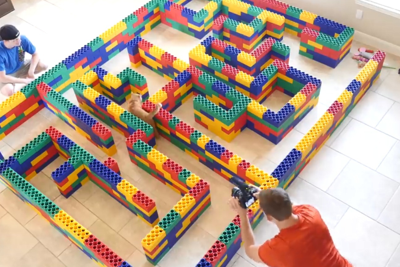 外国小哥坑猫新技能,大型乐高迷宫,奈何小猫不上当