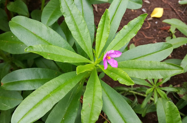 农民曾嫌弃的一野草,如今发现是珍贵的"人参菜"!