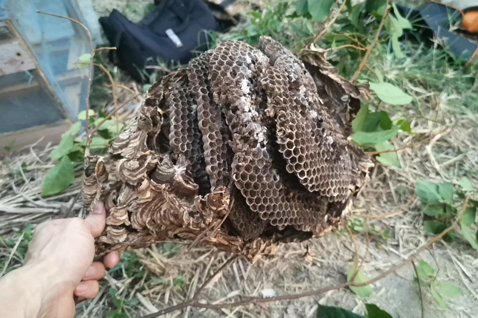 叔叔在小路边看到一窝胡蜂叫村夫去抓,搞下来后发现蜂都飞走了