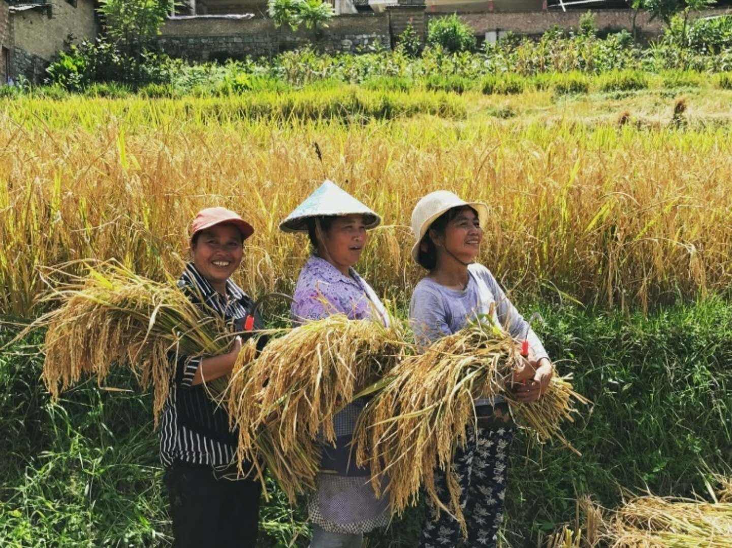 从最久远的寄托,到最年轻的节日,丰收节的前世今生__凤凰网