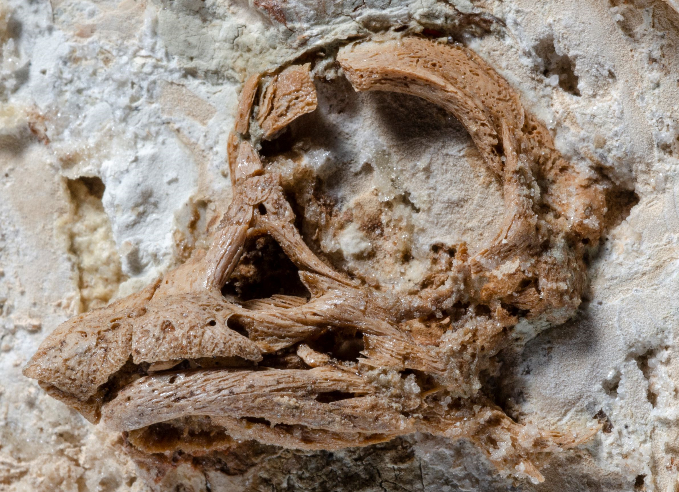 罕见恐龙胚胎化石证实恐龙出生时鼻尖长角_凤凰网