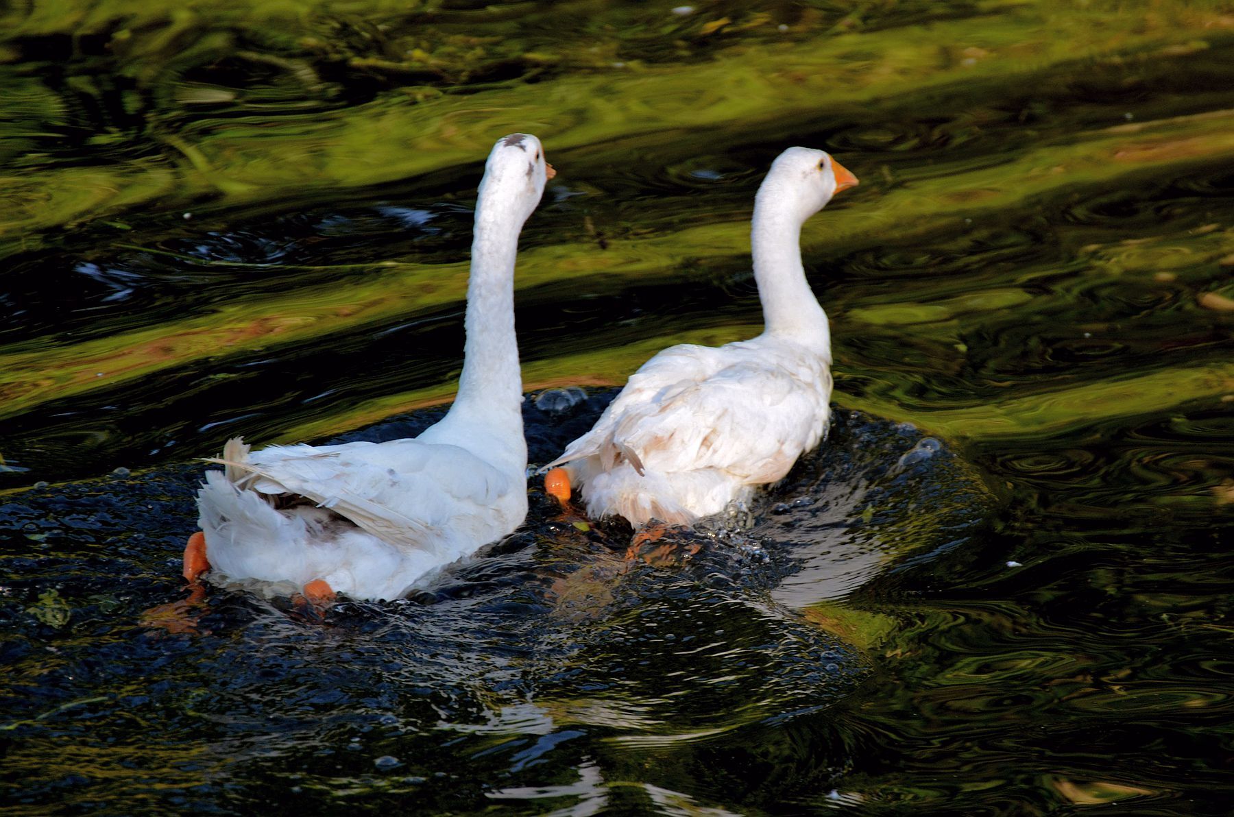 鹅是鸟纲雁形目鸭科动物的一种.