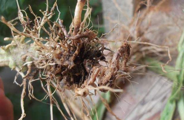 芋头软腐烂根病有什么特效药?