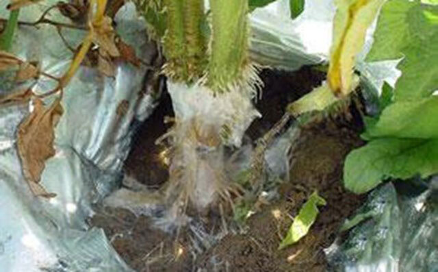 芋头软腐烂根病有什么特效药?