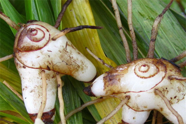 白芨长根用什么叶面肥?白芨增产用肥根小子