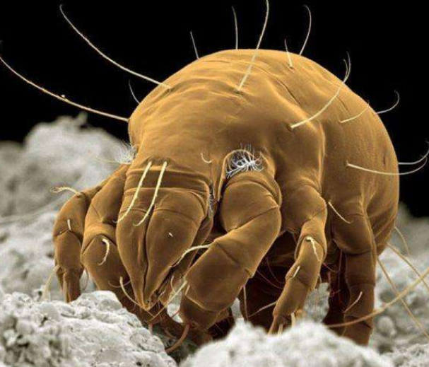 一种是毛囊蠕形螨我们对螨虫又了解多少呢?一般螨虫有两种