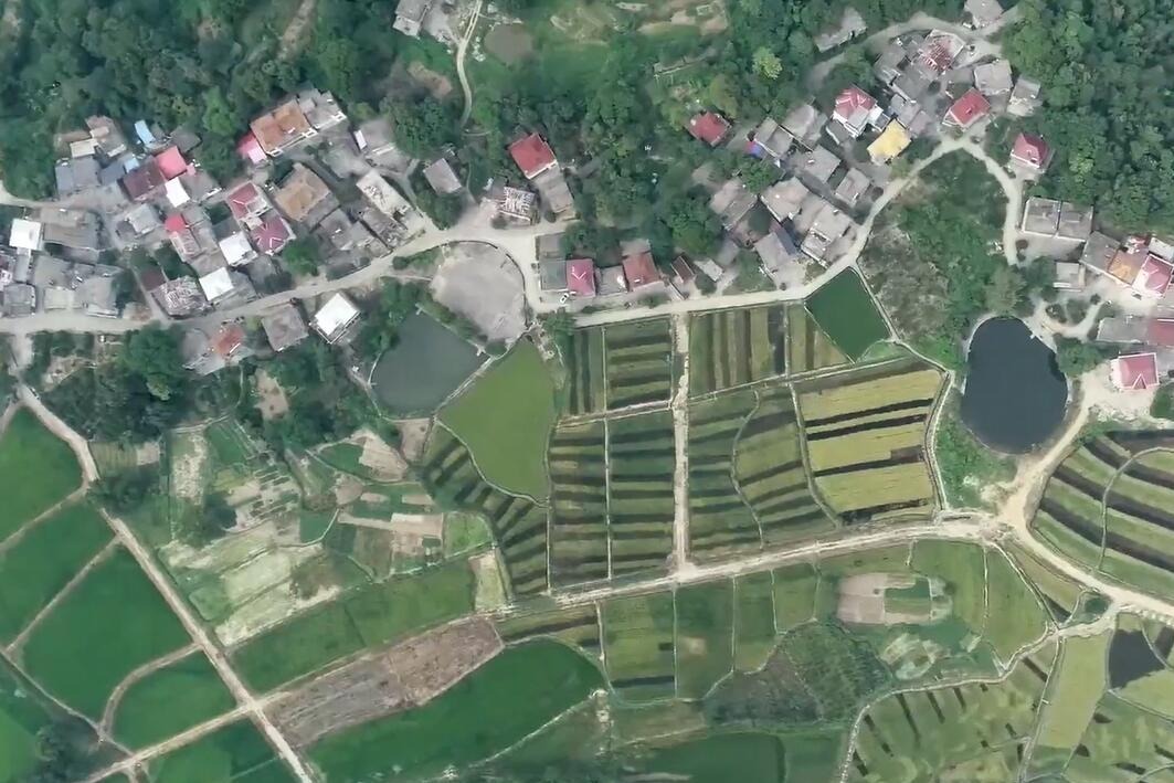 庐山：彩色稻田绘丰收