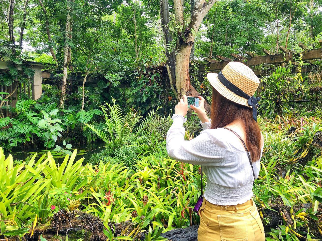 西双版纳博悦旅行社分享十大必去景点之一中科院植物园
