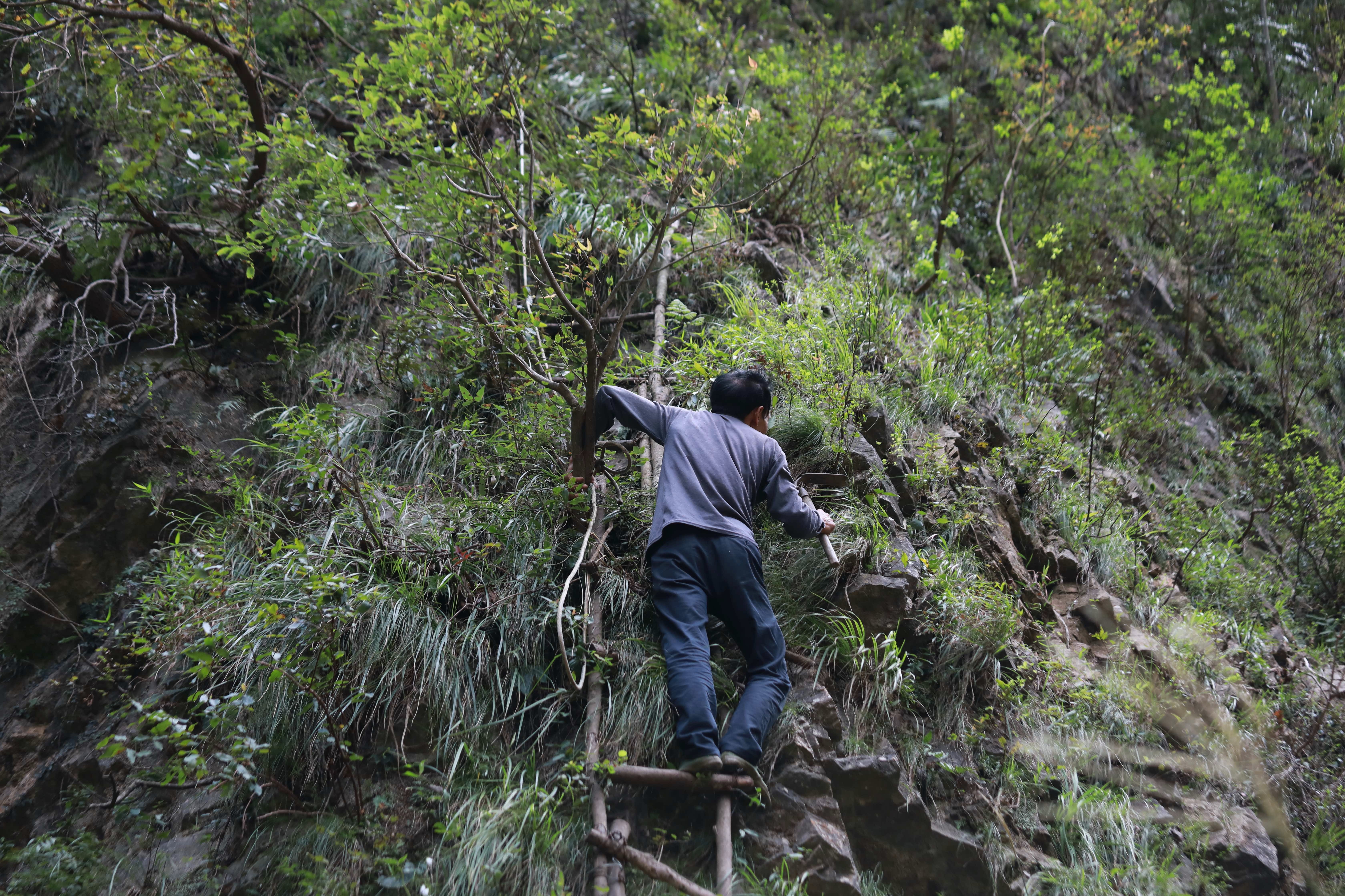 湖北三峡竹海悬崖现58岁采药人 登"天梯"健步如飞