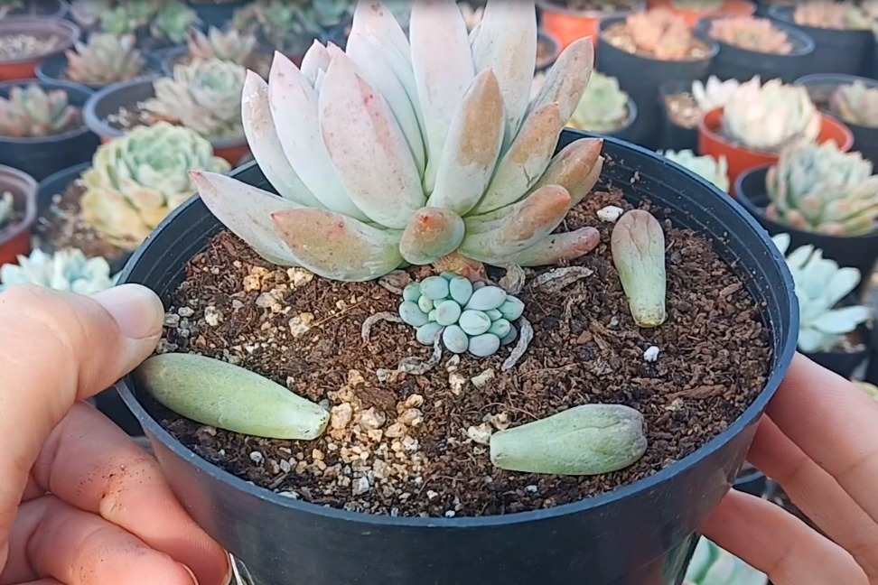 秋季给多肉简单做修剪，让多肉爆侧芽，外形也可以美美哒