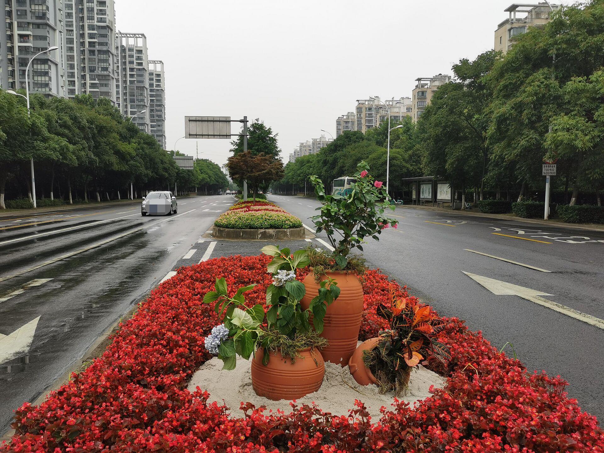 美啦美啦!滨湖区48个交通岛头披上"多彩花衣"