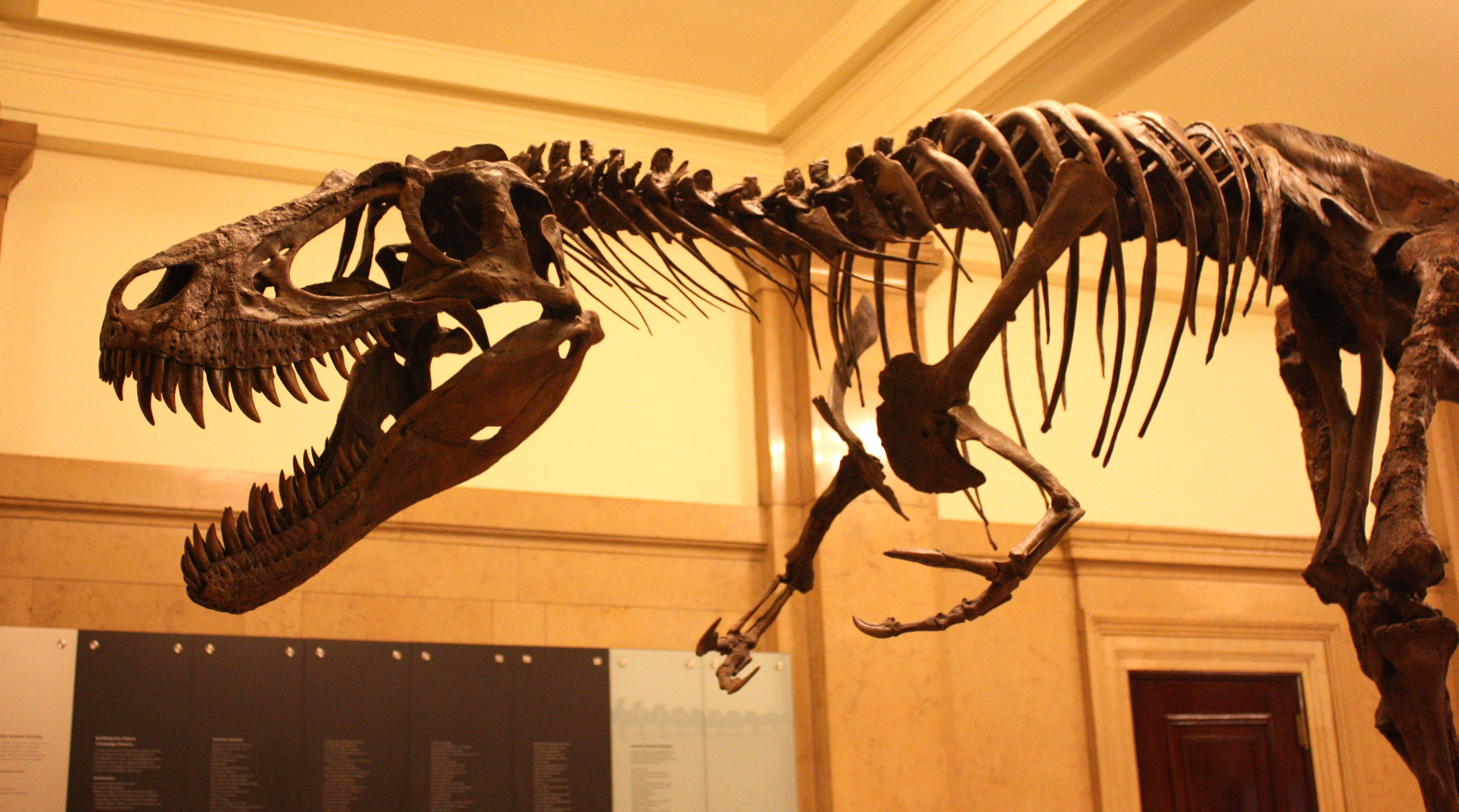 超写实恐龙--T-Rex霸王龙、Styracosaurus戟龙、Triceratops三角龙|手工艺|手办/原型|anli104 - 原创作品 - 站酷 (ZCOOL)
