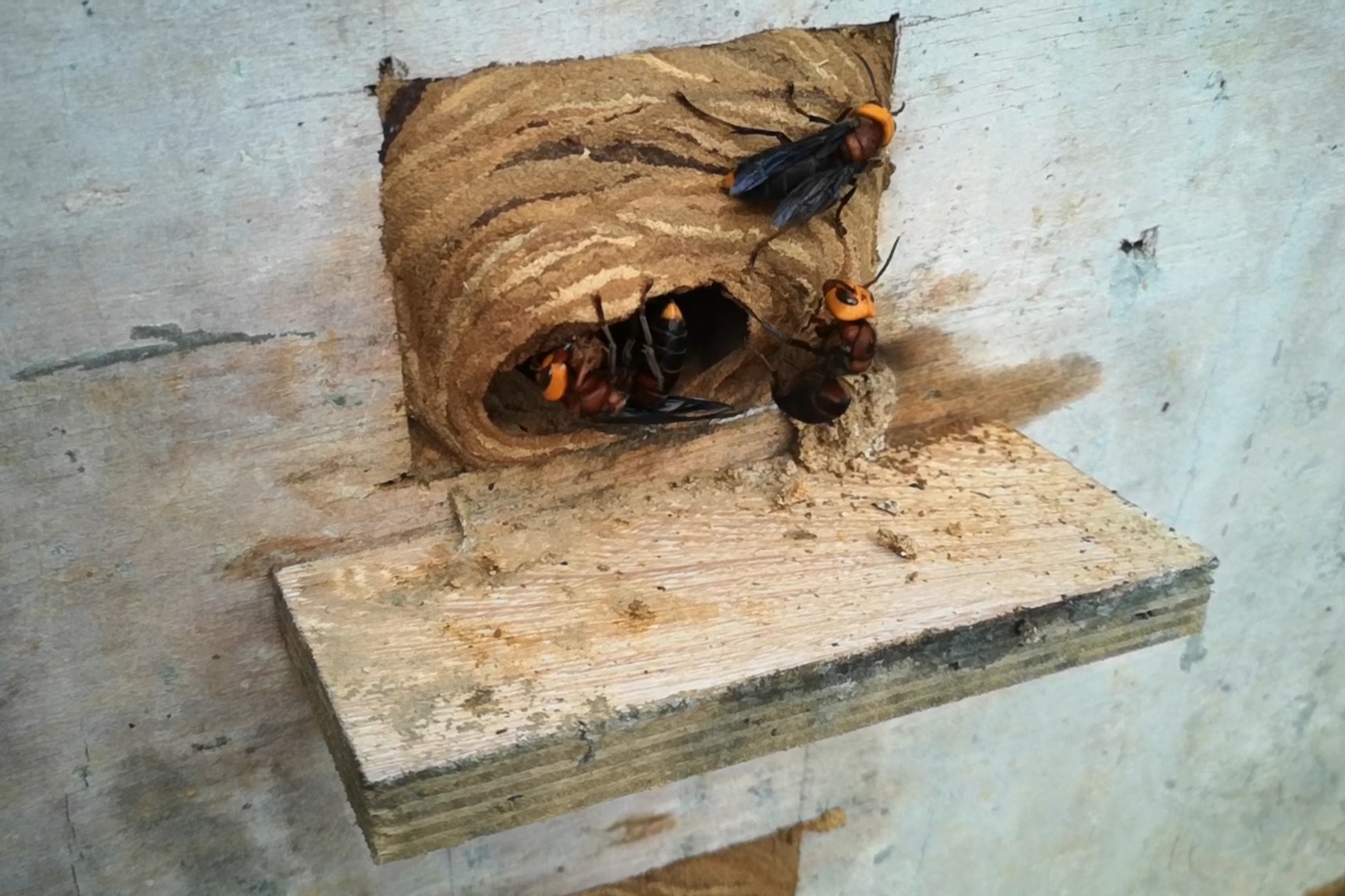 胡蜂红娘用是什么做巢村夫穿新防蜂服检查刚好看到胡蜂做巢