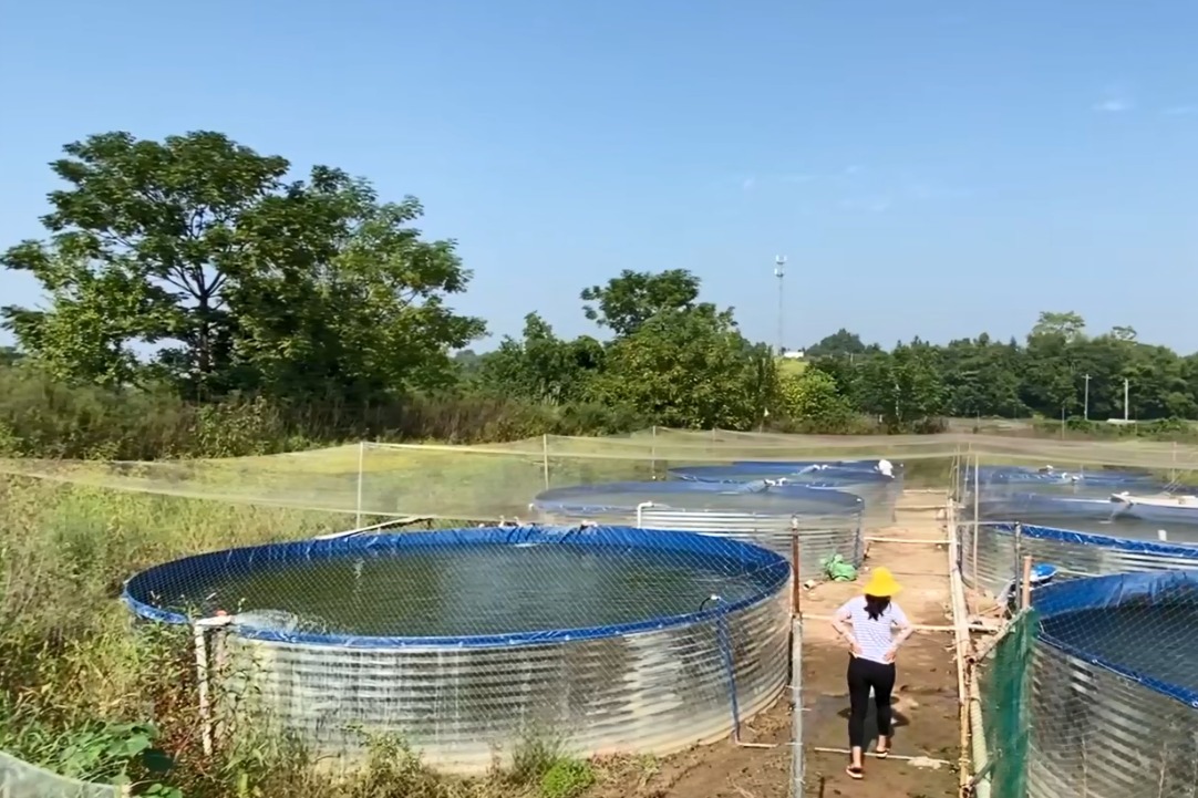 一個大桶養魚產量達10000斤一個人能養100畝沒池塘都能養