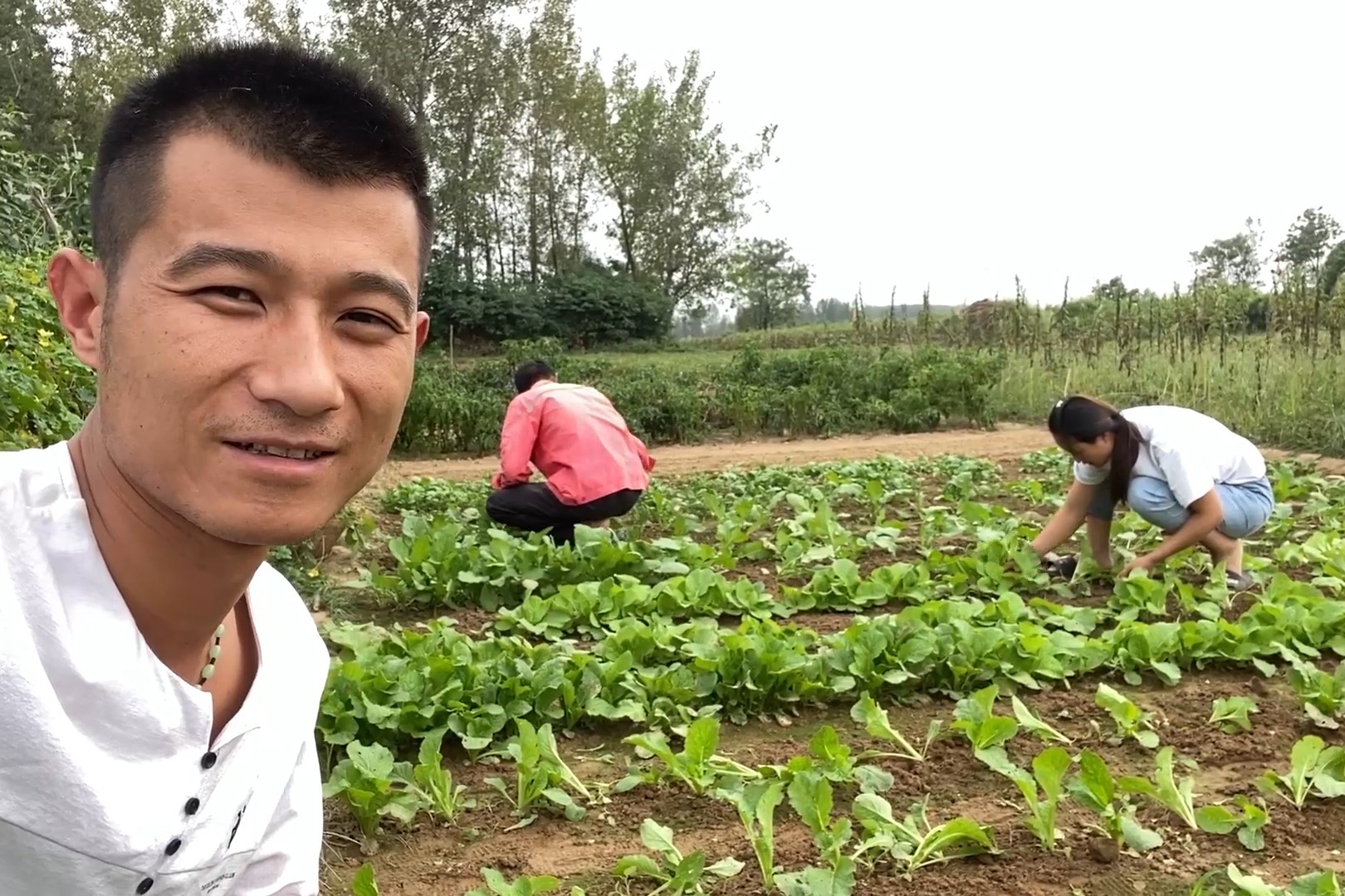 地里面的青菜苗长得太快，今天给它剔一筐子，回家窝酸菜也好吃